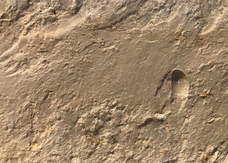 Wachenzeller Dolomit – Alleskönner unter den Kalksteinen Wachenzeller Dolomit – Alleskönner unter den Kalksteinen